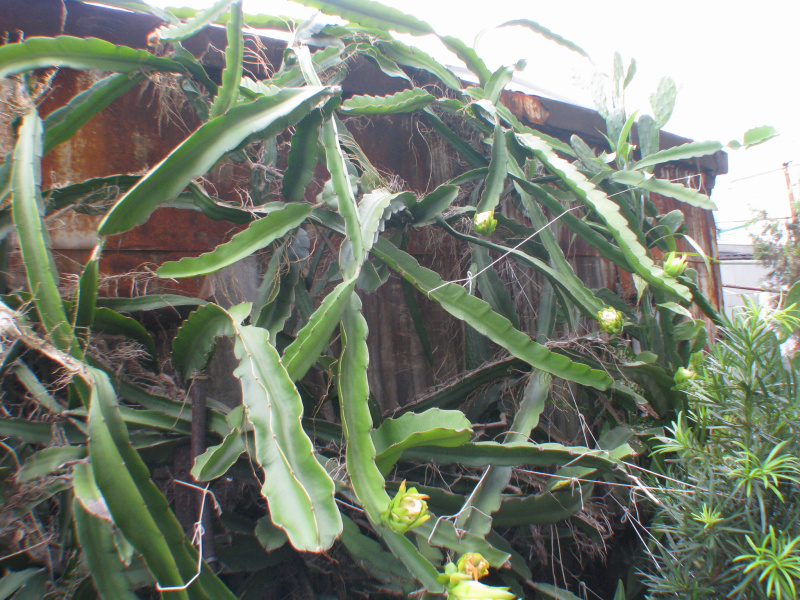 Файл:Hylocereus undatus 02.jpg