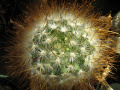 Mammillaria guelzowiana