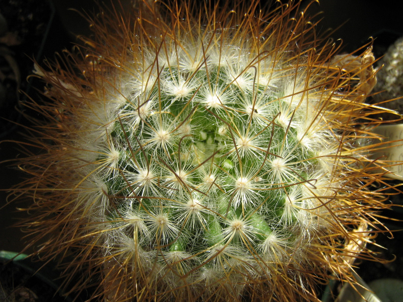 Файл:Mammillaria.guelzowiana 1.jpg