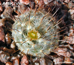 Mammillaria gasseriana-fl.jpg