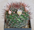 Mammillaria jaliscana 1.jpg