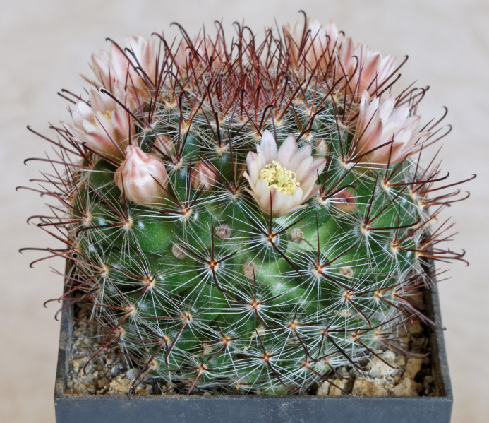 Файл:Mammillaria jaliscana 1.jpg