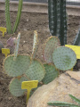 Opuntia santa-rita 2.jpg