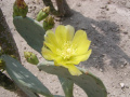 Opuntia stricta