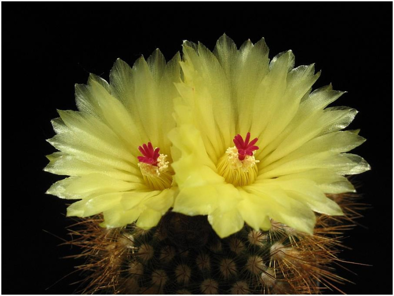 Файл:Parodia scopa ssp. succinea 01.jpg