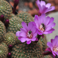 Rebutia perplexa 2 Bili.jpg