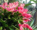 Schlumbergera truncata