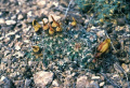 Sclerocactus pubispinus FH100 NV.jpg