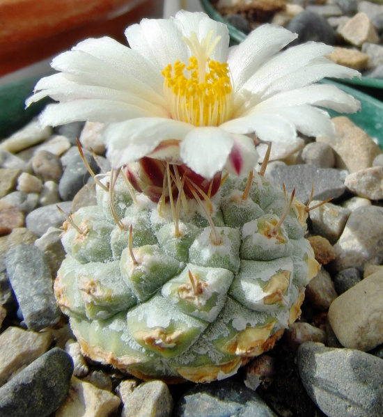 Файл:Strombocactus disciformis 63.JPG
