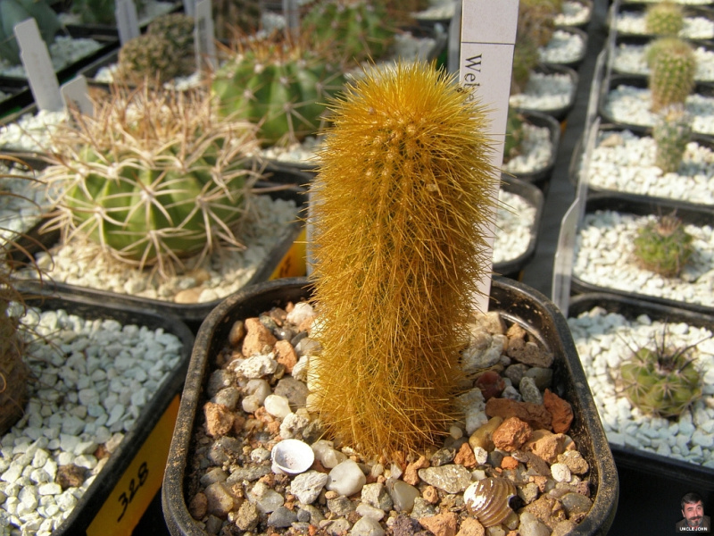 Файл:Weberbauerocereus winterianus.jpg