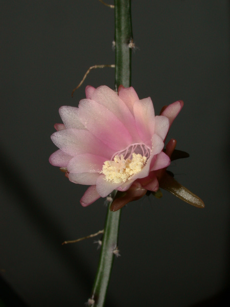 Файл:Weberocereus tunilla 3.jpg