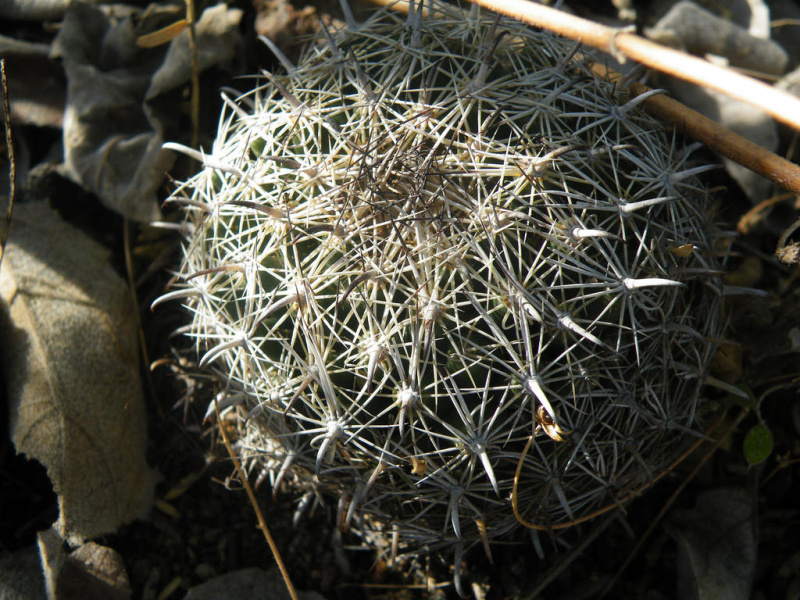 Файл:Coryphantha delicata 01.jpg