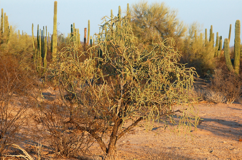 Файл:Cylindropuntia arbuscula 1h.jpg