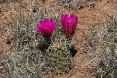 Echinocereus fendleri ssp. fendleri 3h.jpg