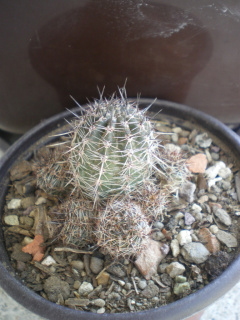 Echinopsis aurea ssp. shaferi 1.jpg