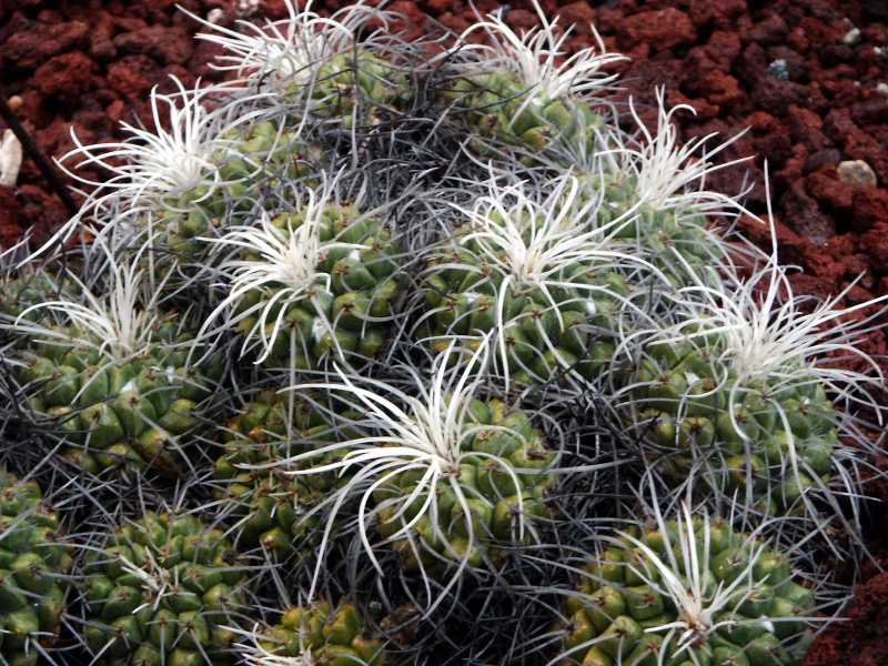 Файл:Mammillaria compressa 02.jpg
