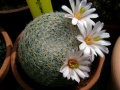 Mammillaria lenta 2.jpg