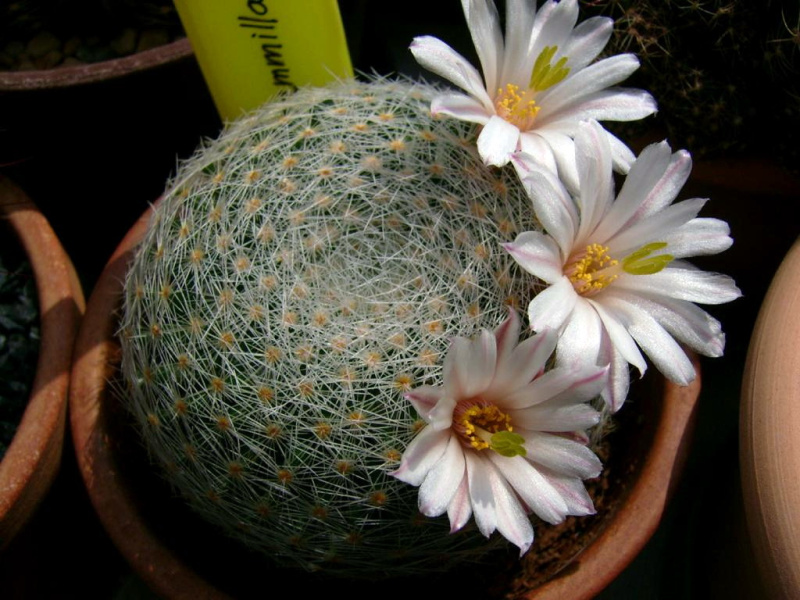 Файл:Mammillaria lenta 2.jpg