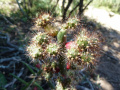 Opuntia salmiana