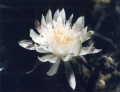 Peniocereus gregii