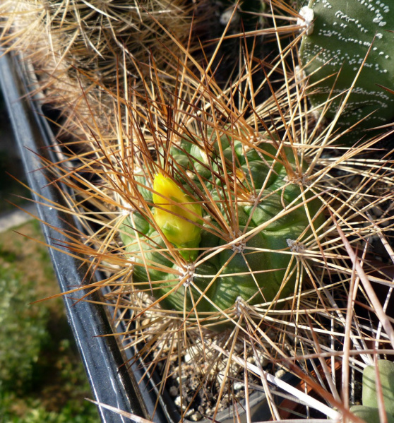 Файл:Rebutia fidaiana ssp. cintiensis.jpg