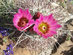 Sclerocactus polyancistrus 1h.jpg