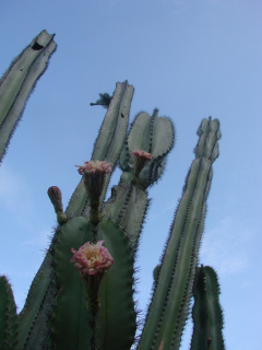 Stenocereus fricii 2.jpeg