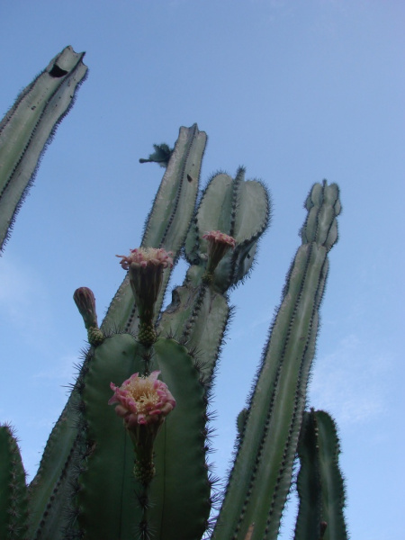 Файл:Stenocereus fricii 2.jpeg