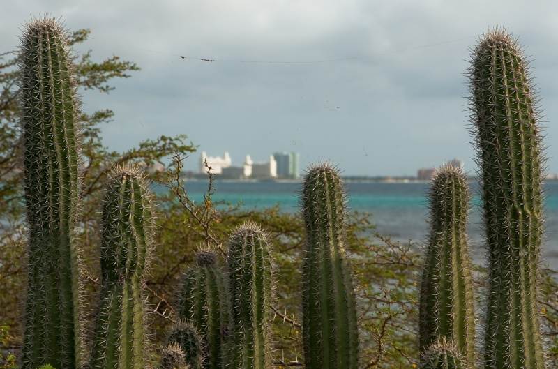 Файл:Stenocereus griseus 01.jpg