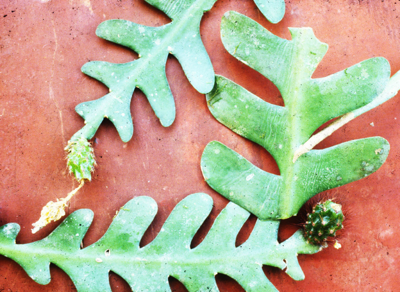 Файл:Weberocereus imitans 79.jpg