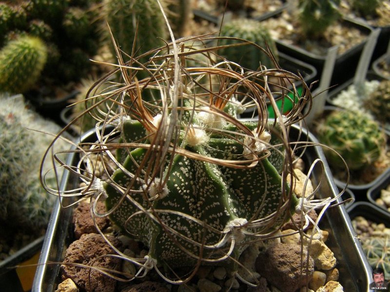 Файл:Astrophytum capricorne 2.jpg