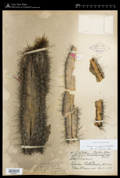 Cereus horrispinus 1.jpg