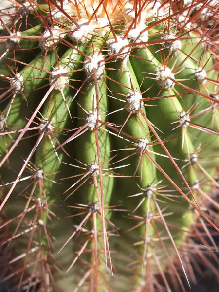 Файл:Coleocephalocereus purpureus 8.JPG