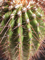 Coleocephalocereus purpureus