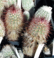 Echinocereus russanthus SB 420