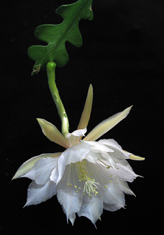 Epiphyllum anguliger 1.jpg
