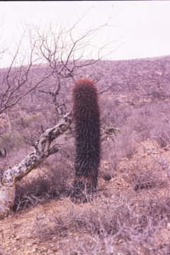 Ferocactus gracilis ssp. gracilis 1.jpeg