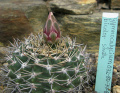 Gymnocalycium mostii 0.jpg