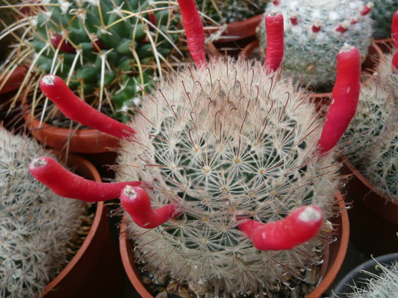 Файл:Mammillaria pennispinosa 6 Spiny.jpg