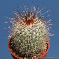 Mammillaria varieaculeata 8180.jpg