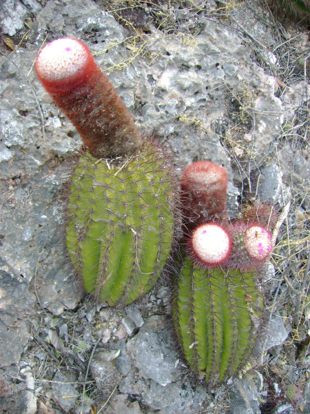 Файл:Melocactus intortus ssp. domingensis.jpeg