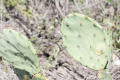 Opuntia megapotamica