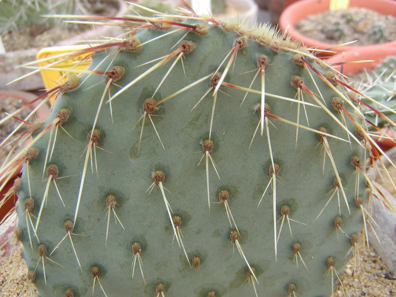 Файл:Opuntia strigil.jpg