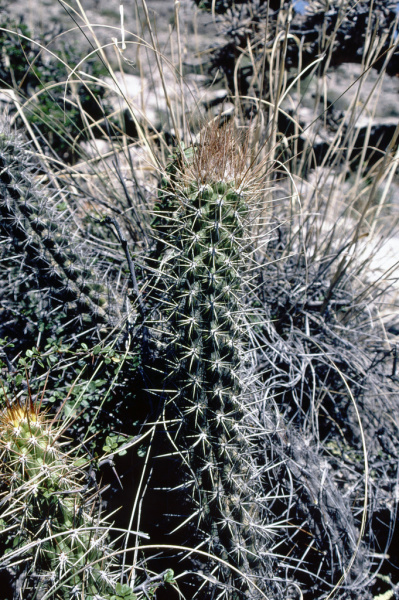 Файл:Oreocereus doelzianus ssp. calvus.jpg