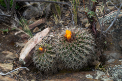 Parodia hegeri 2.jpg