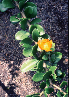 Pereskia lychnidiflora 2.jpg