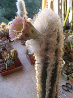 Pilosocereus leucocephalus.jpg