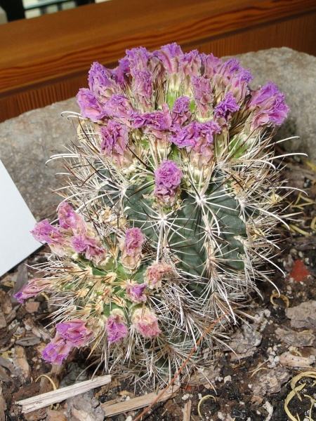 Файл:Sclerocactus wrightiae DSC07560.JPG