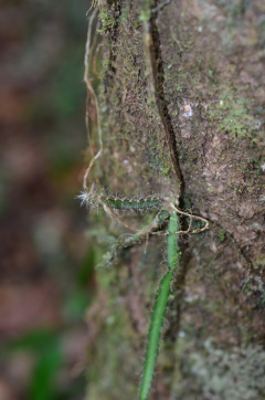 Selenicereus extensus 1.jpeg