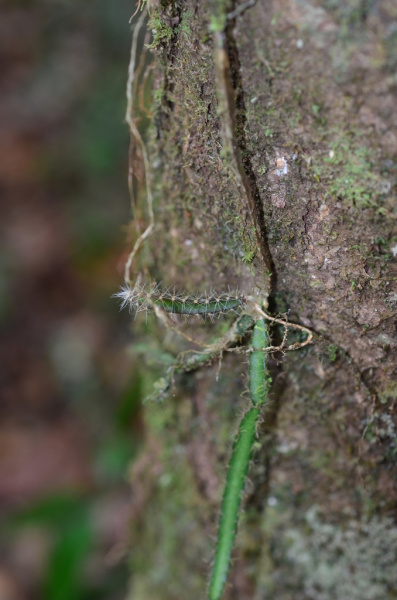 Файл:Selenicereus extensus 1.jpeg